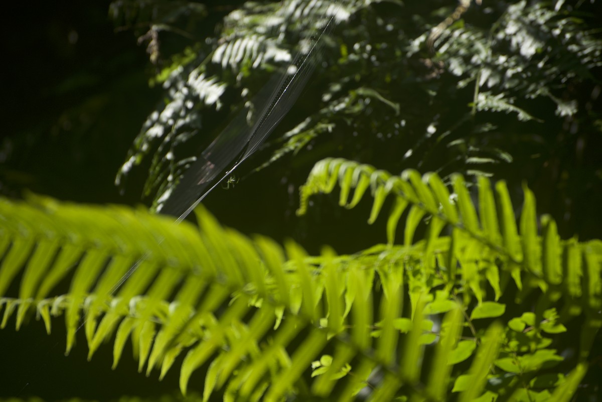 Arachnids - ML640178314