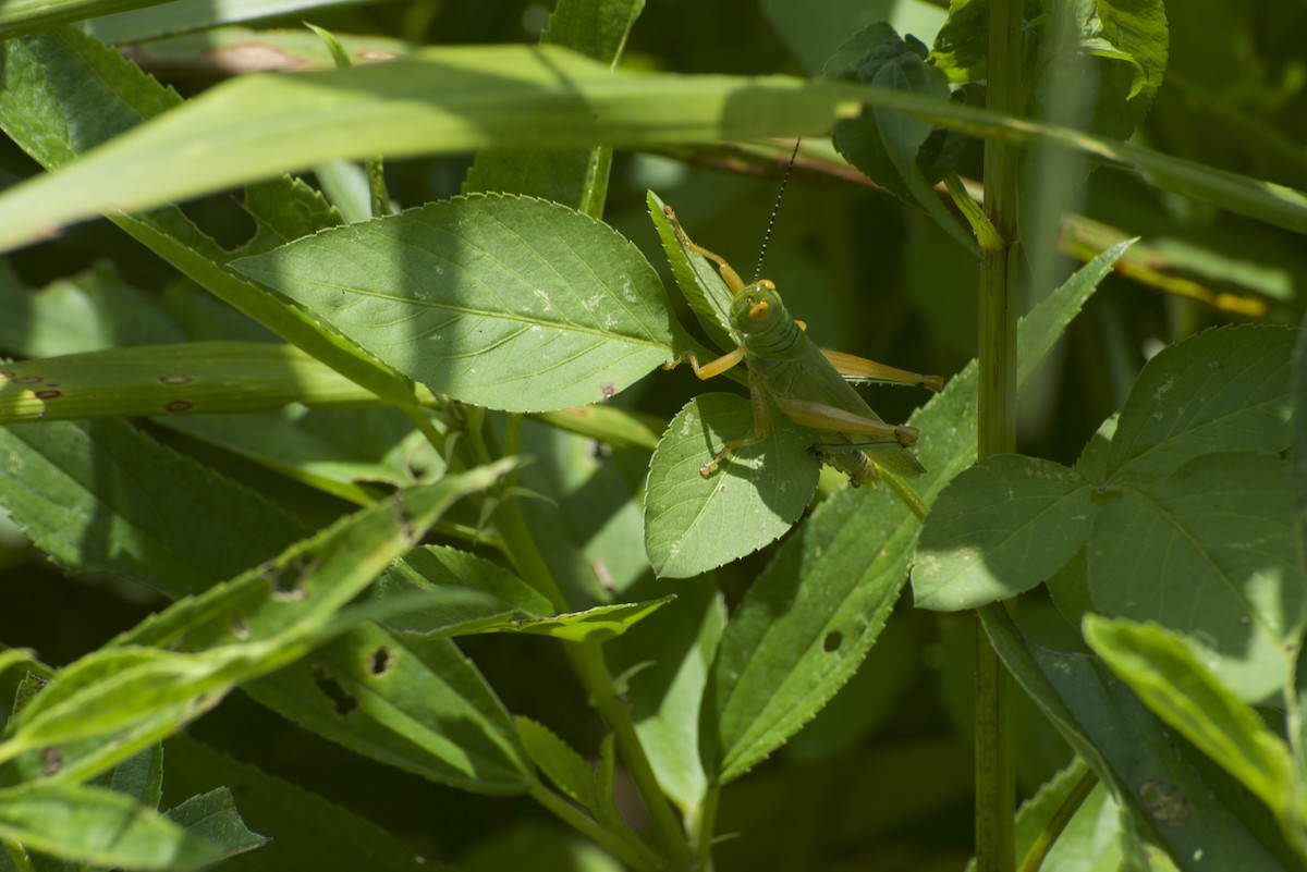 Insects - ML640178315