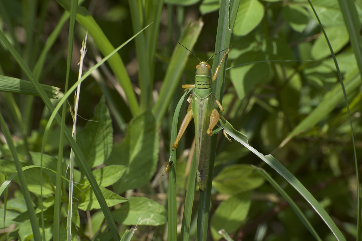 Insects - ML640178316