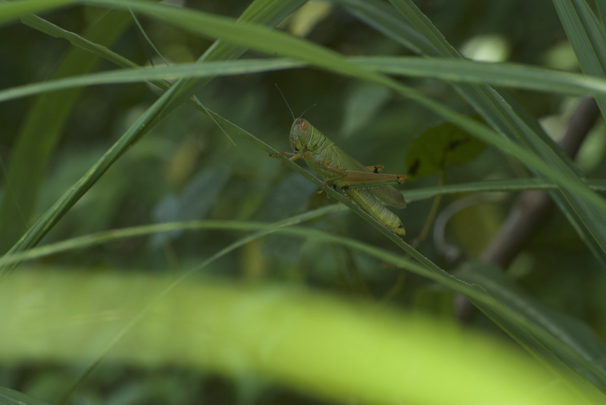 Insects - ML640178317