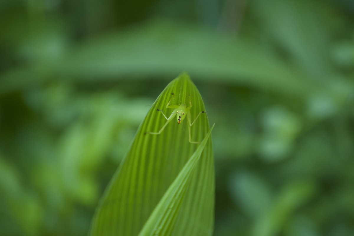 Insects - ML640178318
