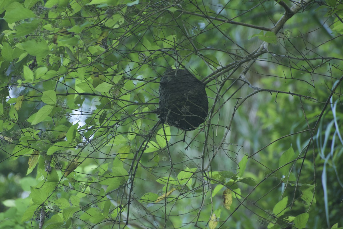 Insects - ML640178320