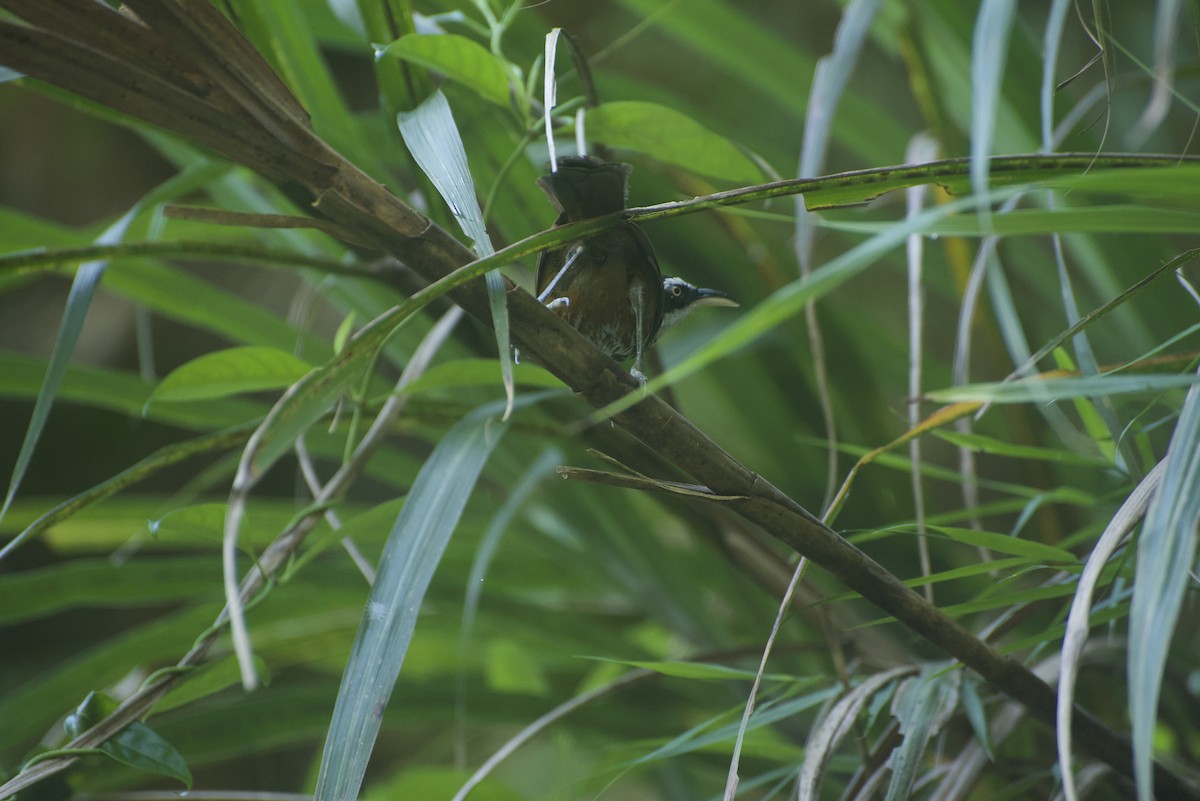 Taiwan Scimitar-Babbler - ML640178324