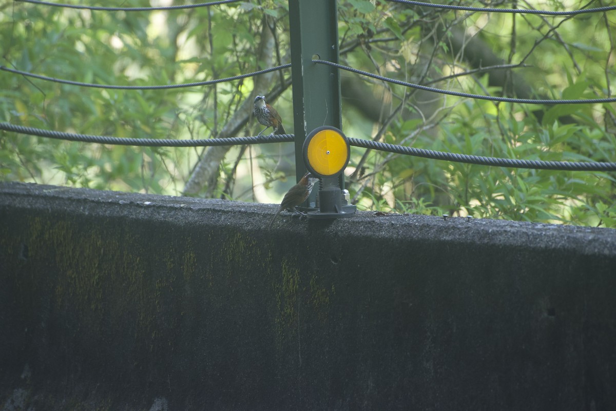 Taiwan Scimitar-Babbler - ML640178330