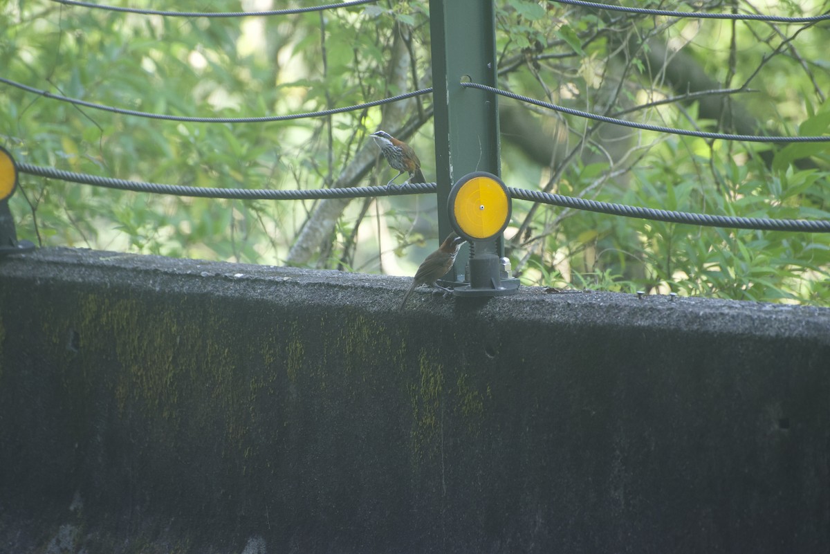 Taiwan Scimitar-Babbler - ML640178331