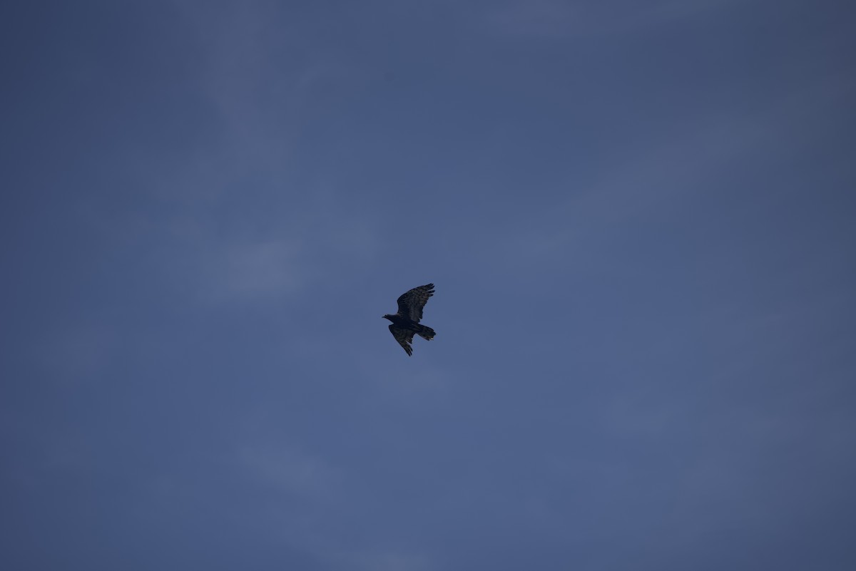 Oriental Honey-buzzard - ML640178360