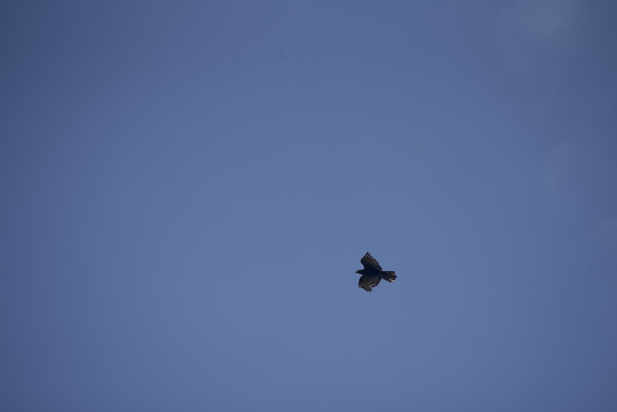 Oriental Honey-buzzard - ML640178361