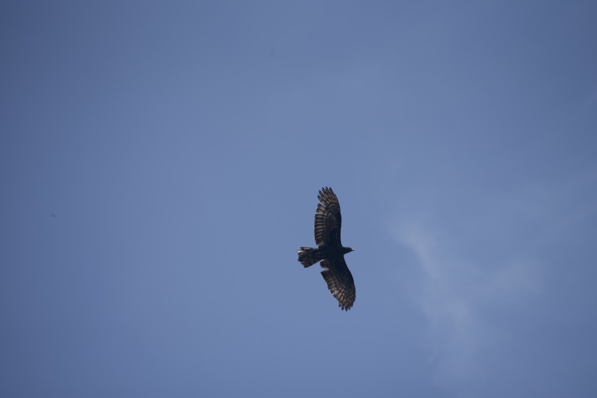 Oriental Honey-buzzard - ML640178362