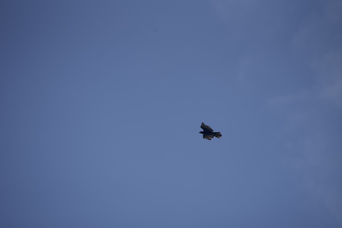 Oriental Honey-buzzard - ML640178363