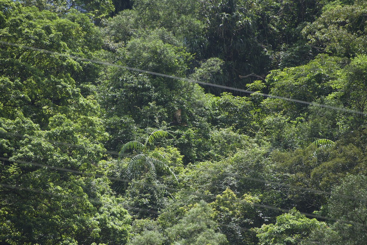 Oriental Honey-buzzard - ML640178376