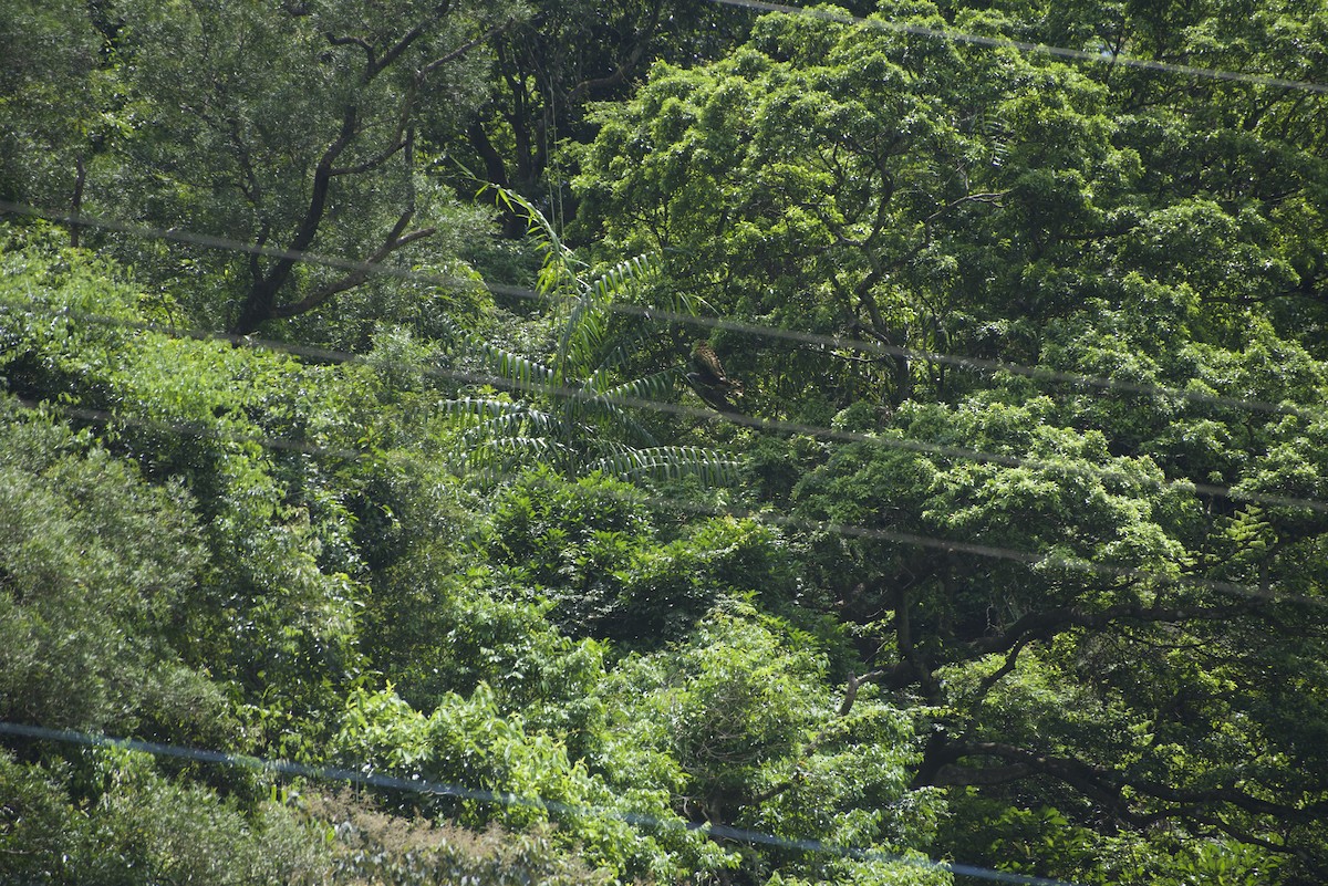Oriental Honey-buzzard - ML640178377