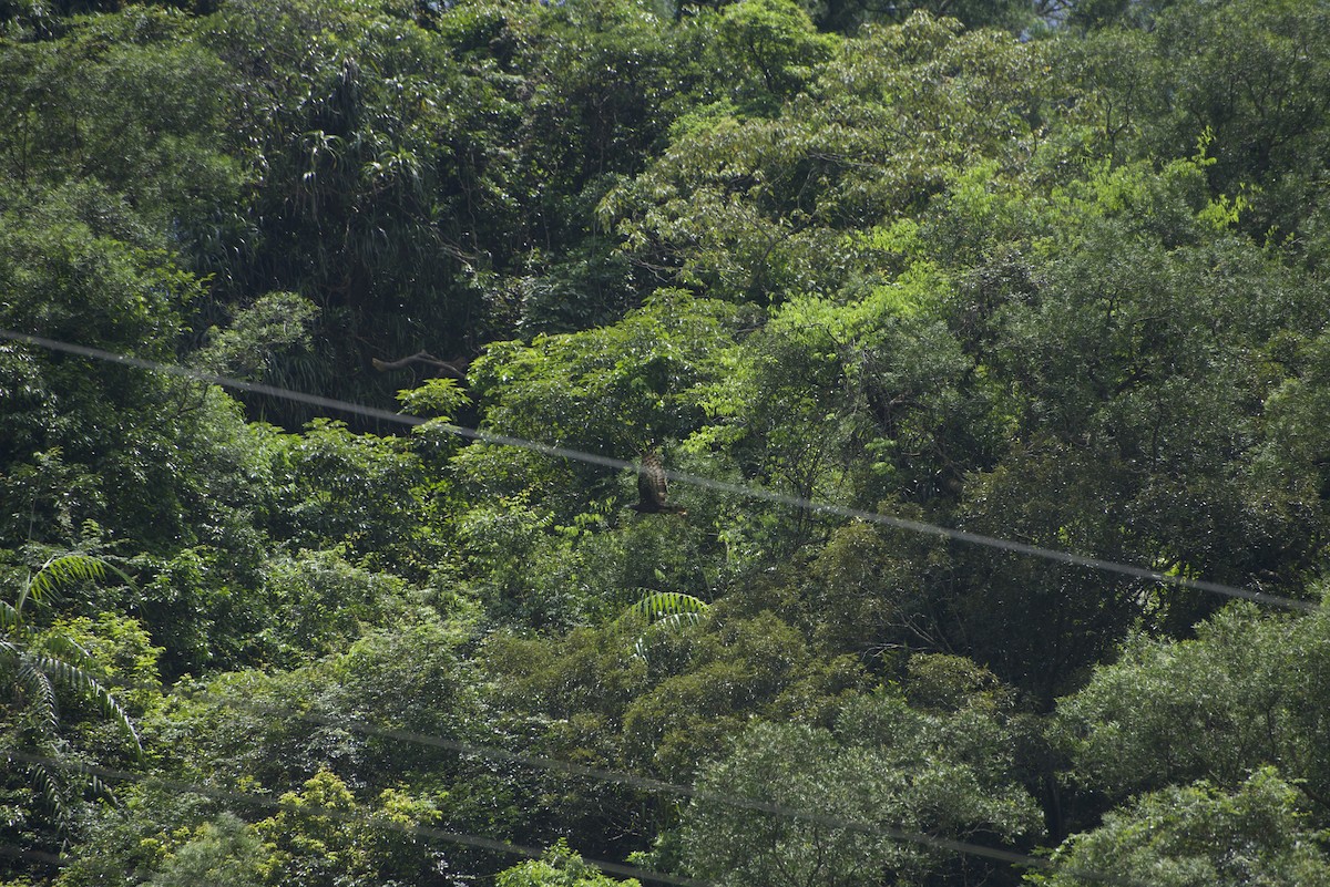 Oriental Honey-buzzard - ML640178378