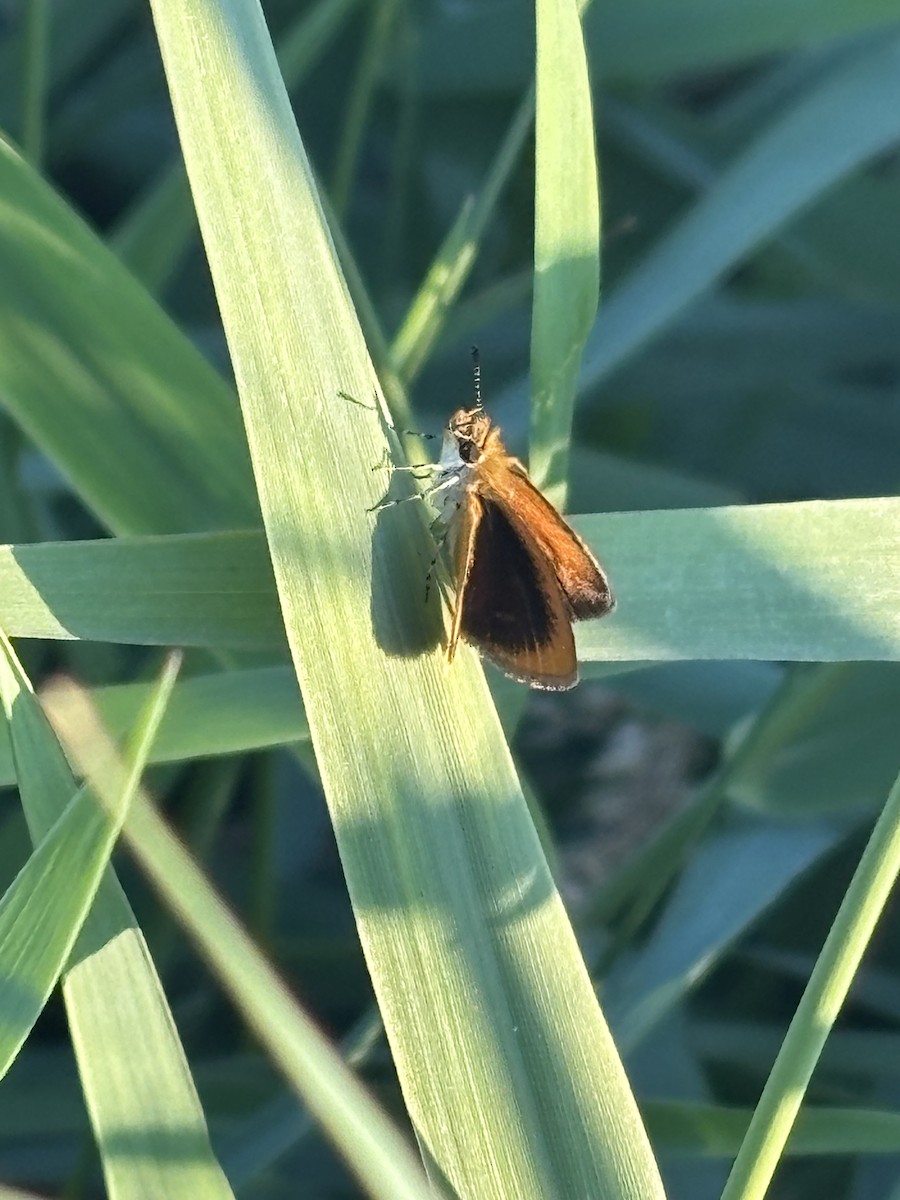 Least Skipper - ML640178394