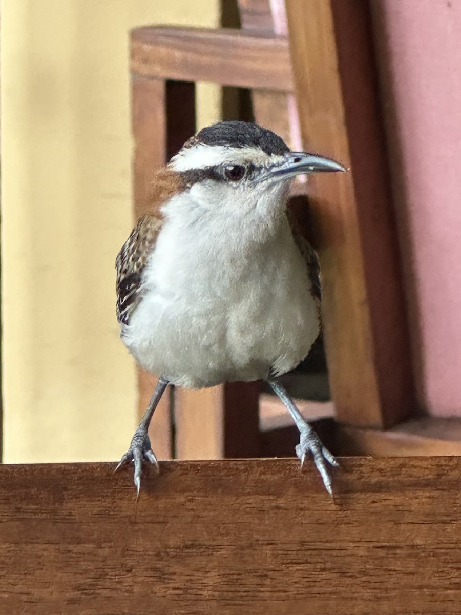 Rufous-backed Wren - ML640178551