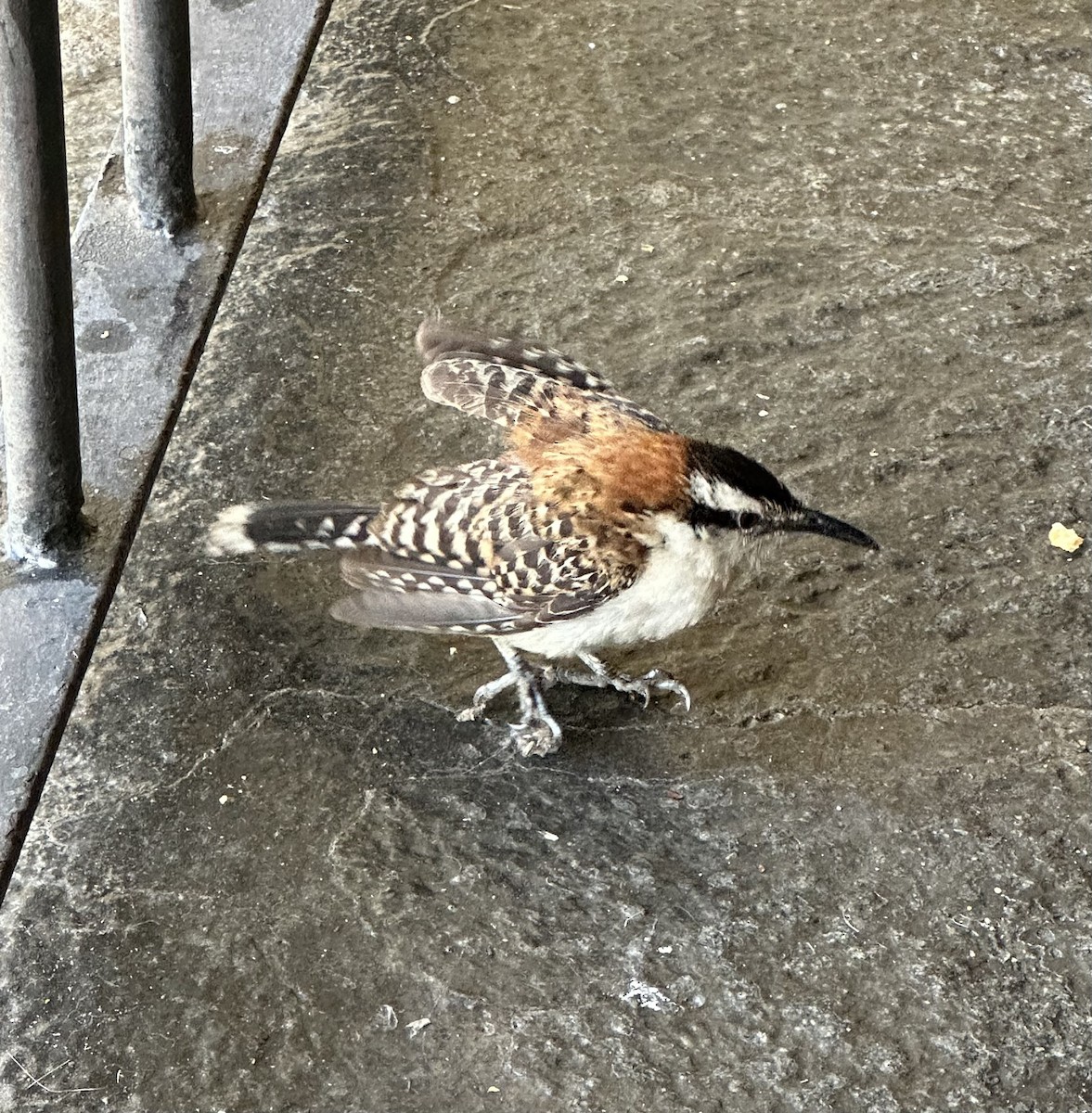 Rufous-backed Wren - ML640178552