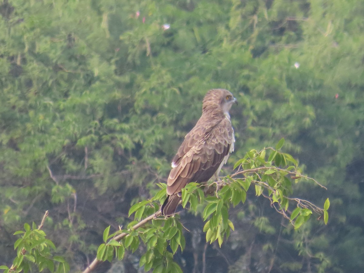 Short-toed Snake-Eagle - ML640178558