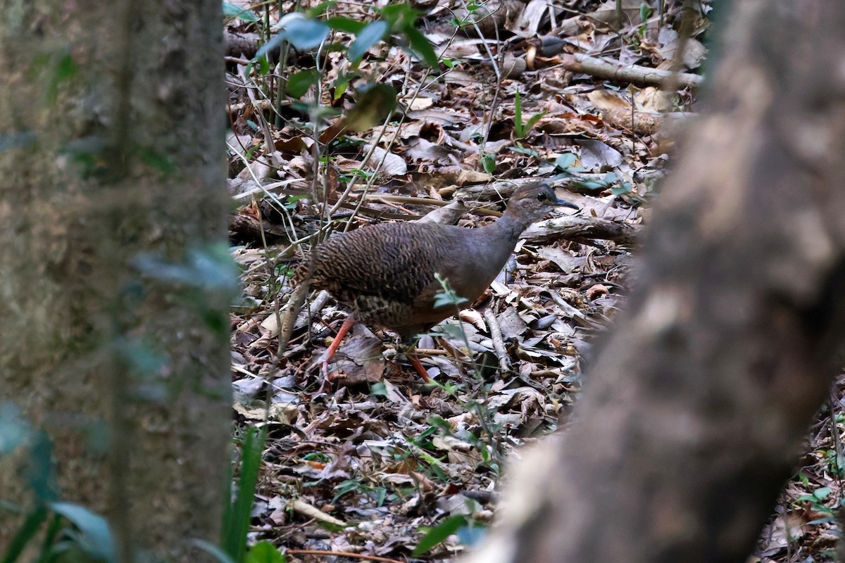 Thicket Tinamou - ML640178579