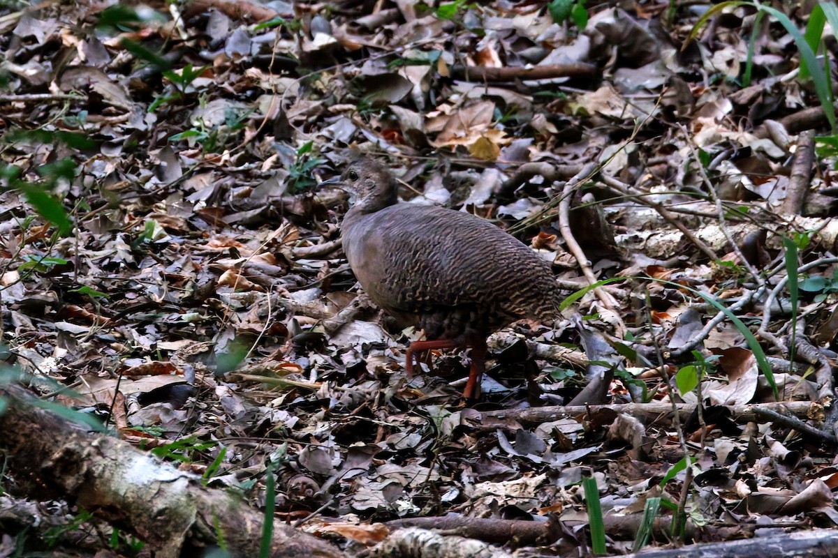 Thicket Tinamou - ML640178580