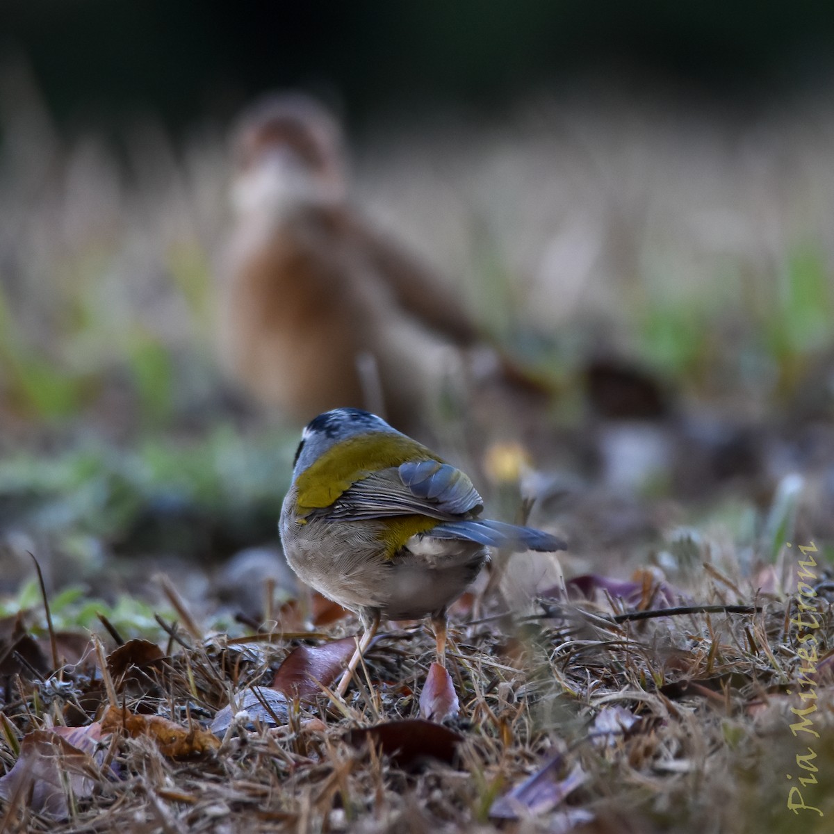 Moss-backed Sparrow - ML640178609