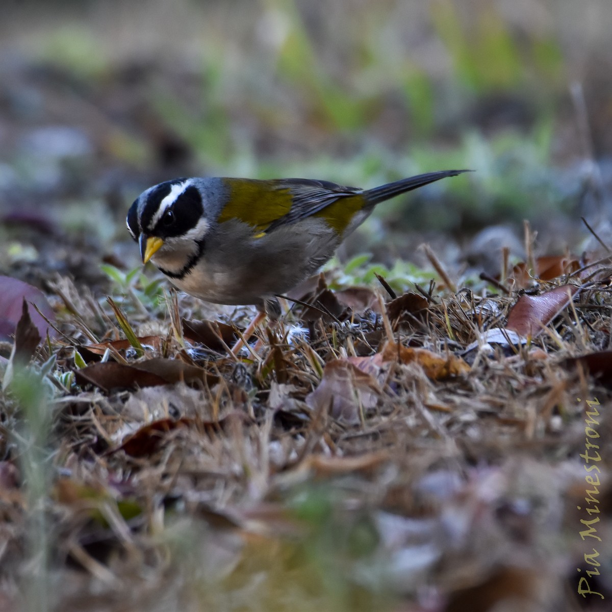Moss-backed Sparrow - ML640178610