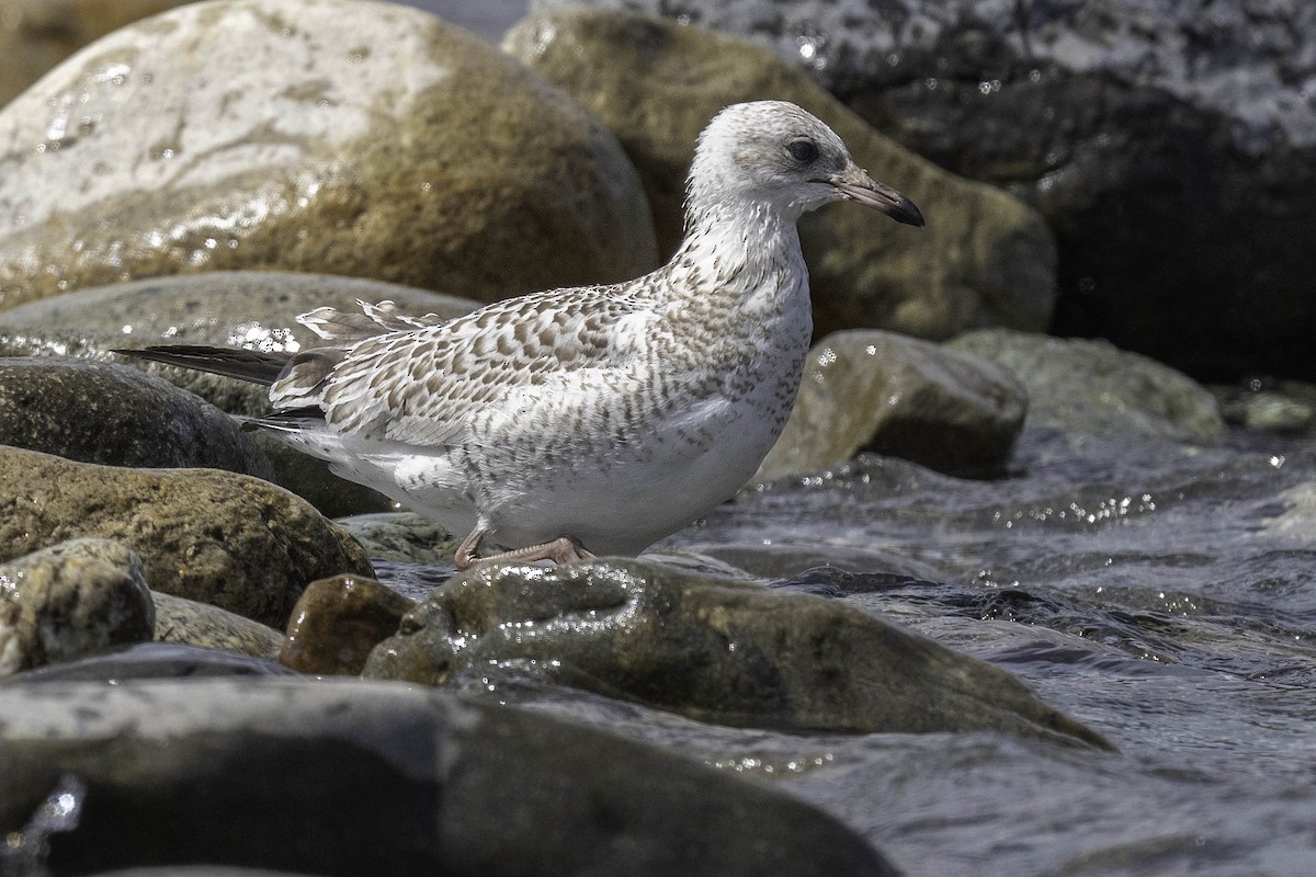 クロワカモメ - ML640178634