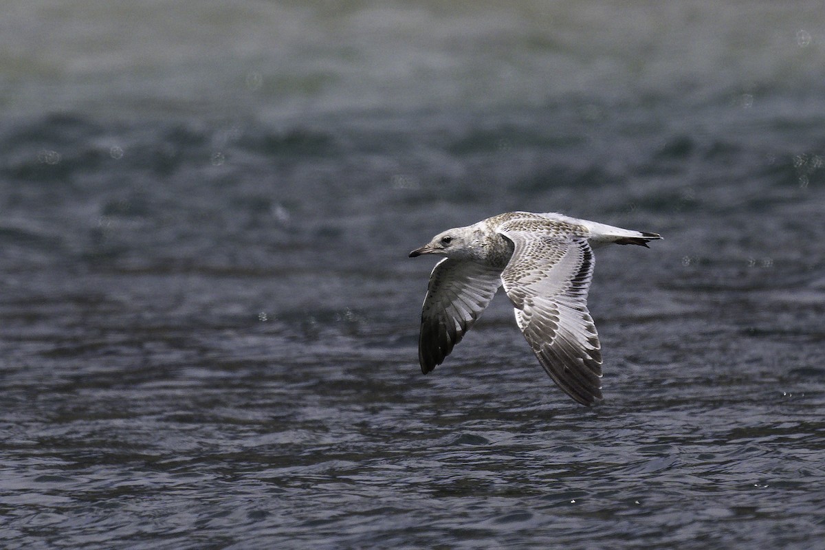 クロワカモメ - ML640178635