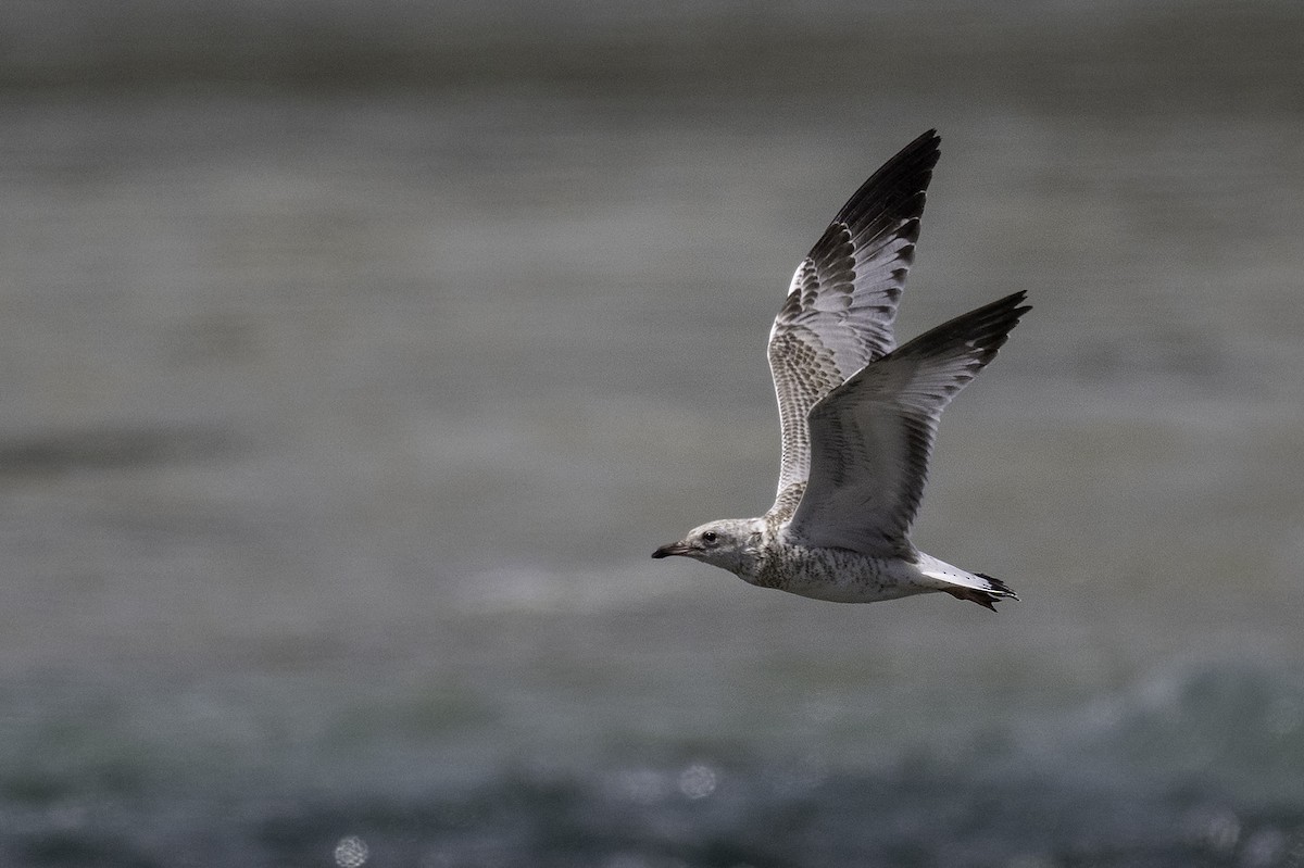 クロワカモメ - ML640178636