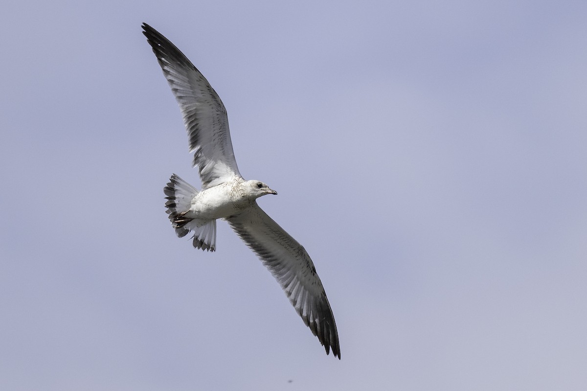 クロワカモメ - ML640178639