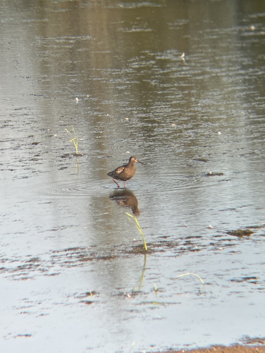 Spotted Redshank - ML640178643