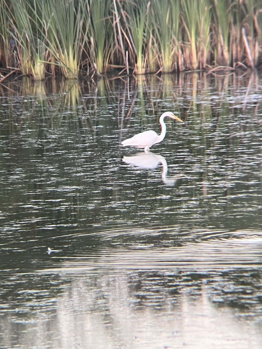 Great Egret - ML640178653