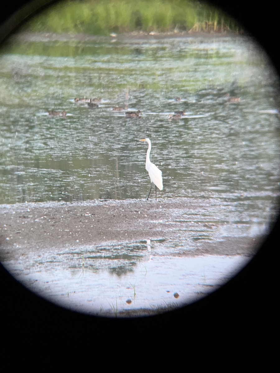 Great Egret - ML640178654