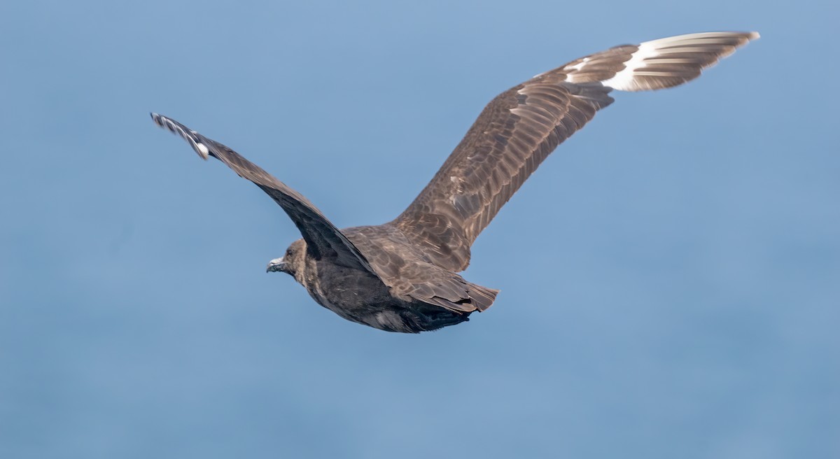 South Polar Skua - ML640178679