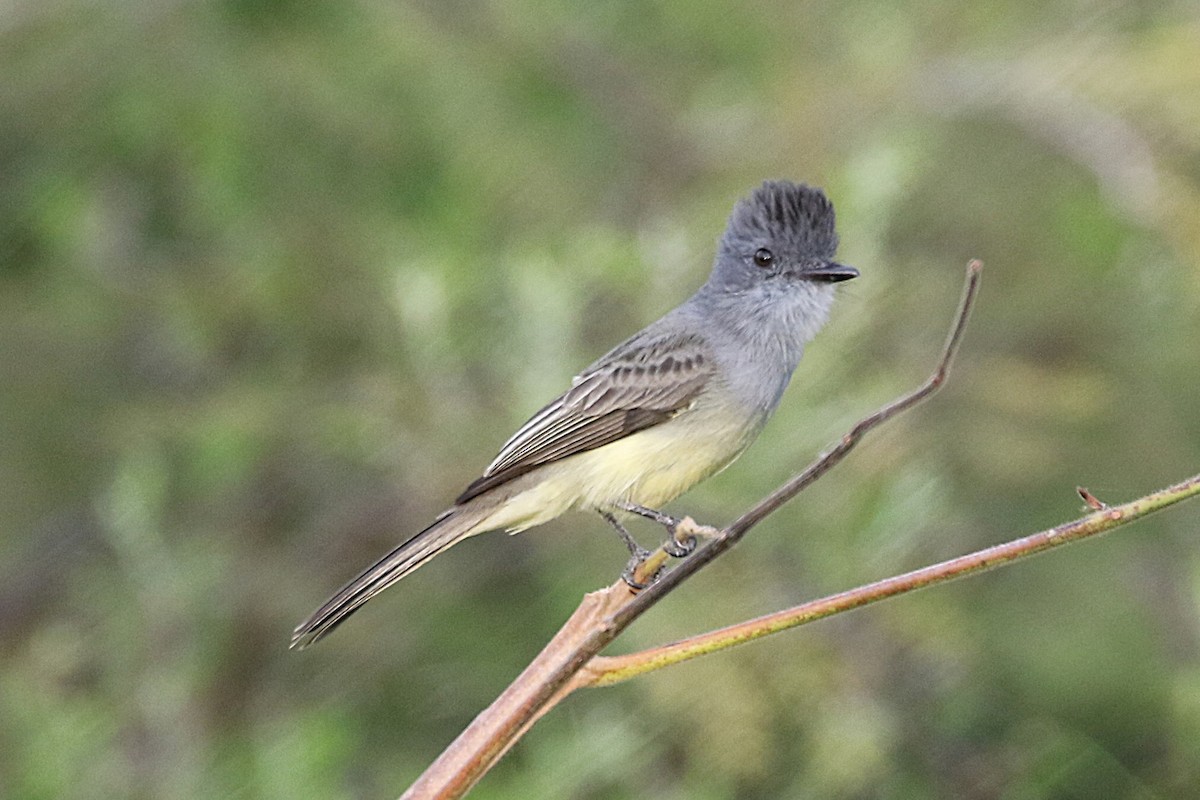 Sooty-crowned Flycatcher - ML640178689