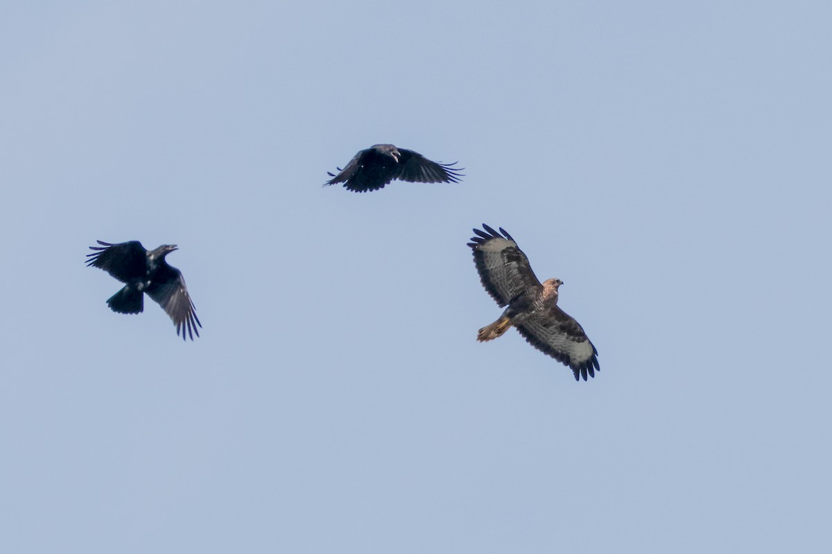 Common Buzzard - ML640178703