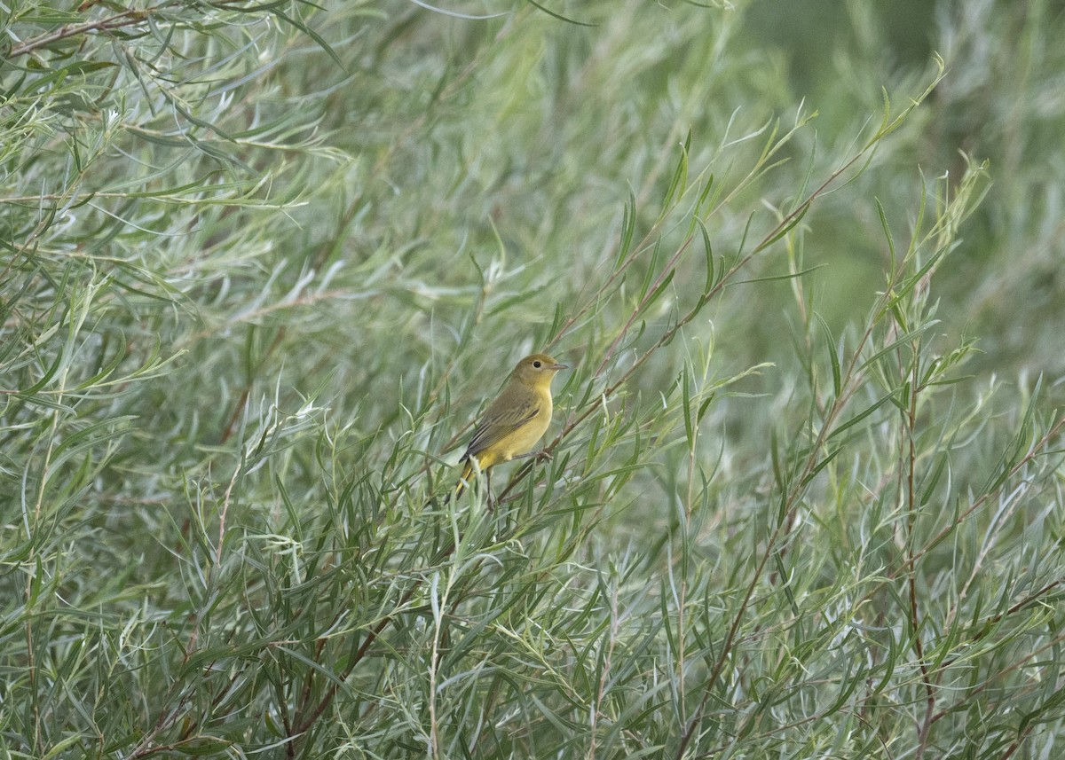 Goldwaldsänger [aestiva-Gruppe] - ML640178716