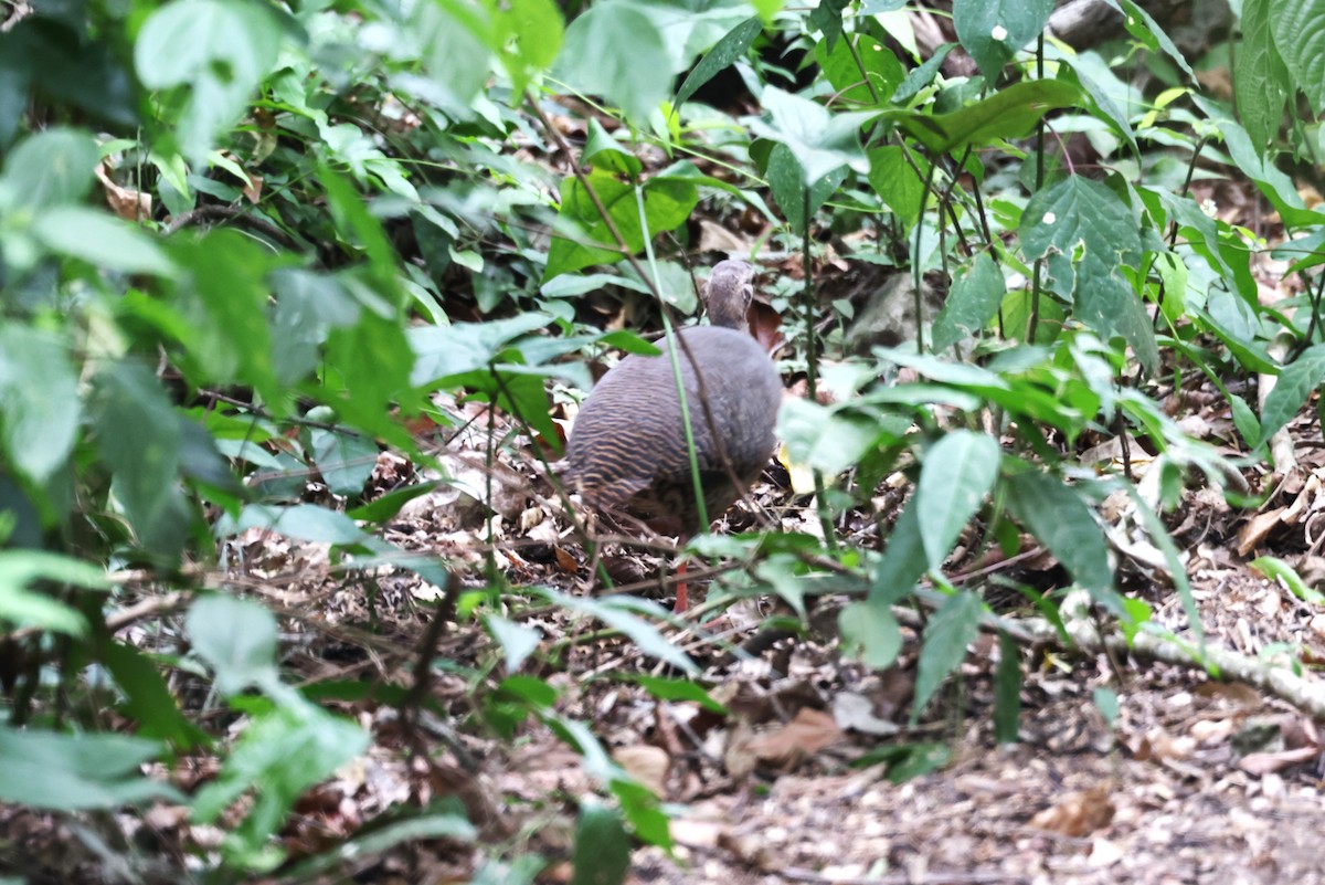 Thicket Tinamou - ML640178717
