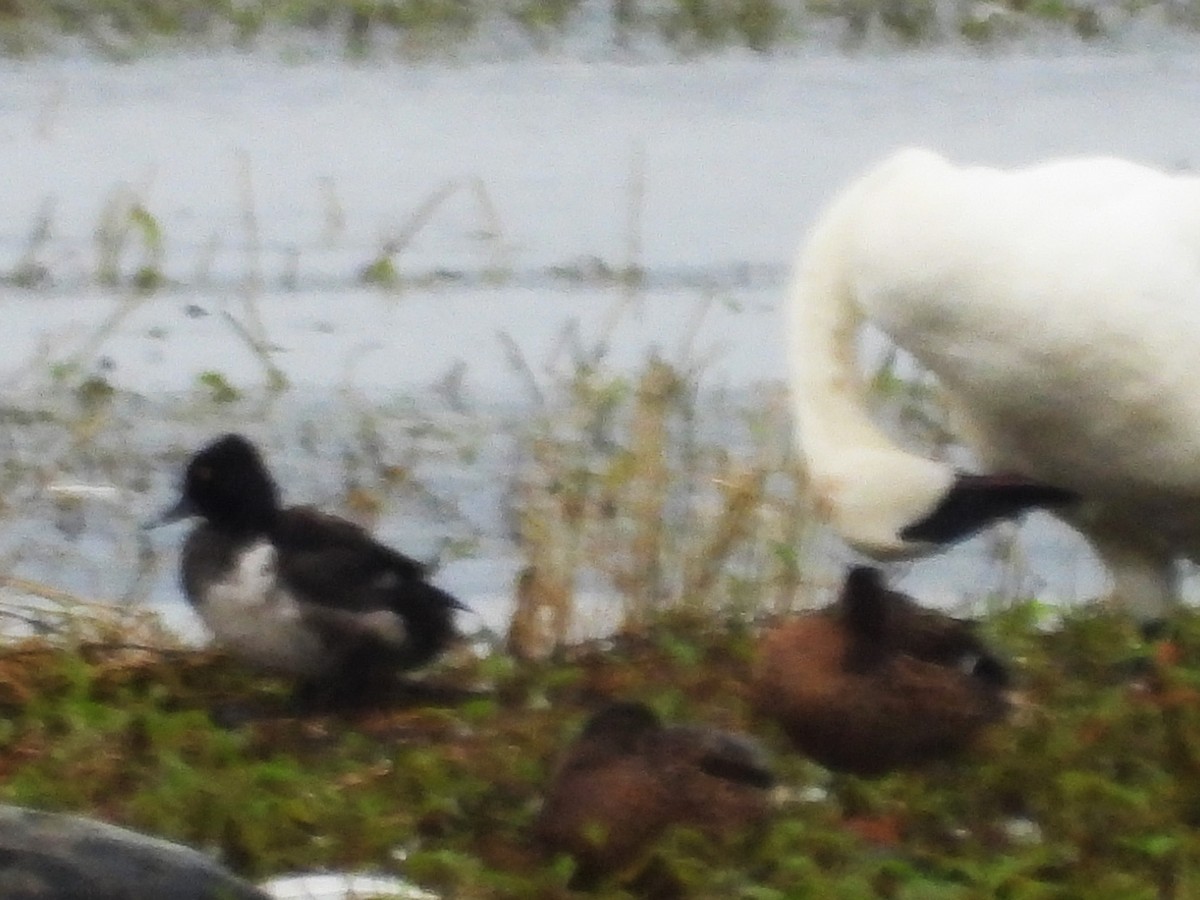 Ring-necked Duck - ML640178833