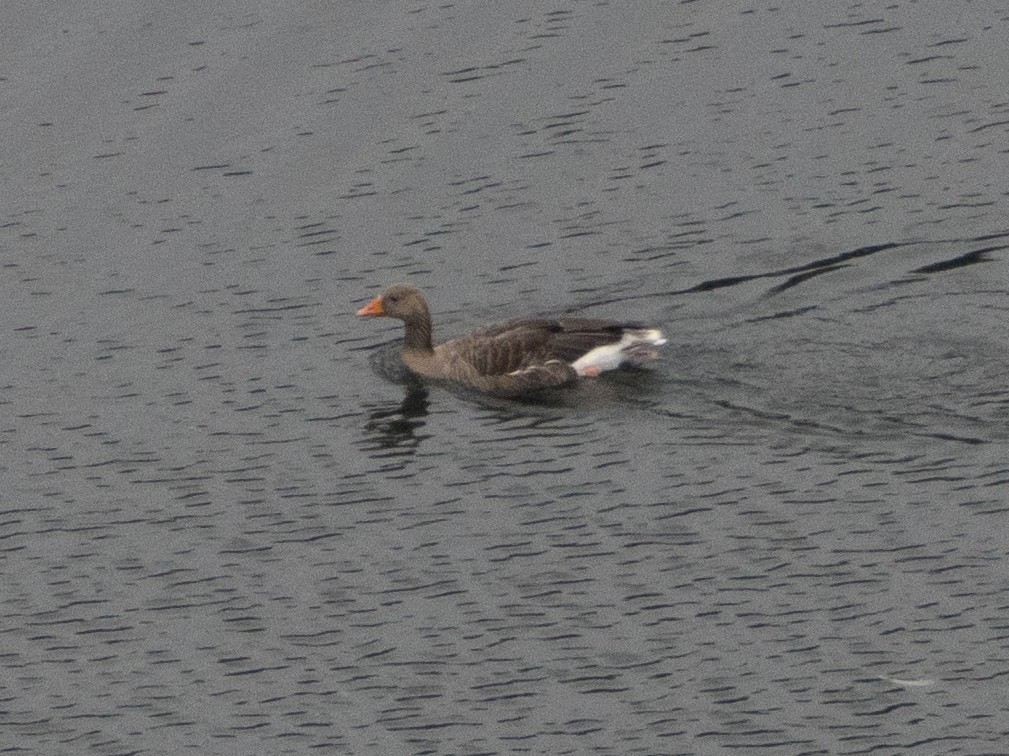 Graylag Goose - ML640178874
