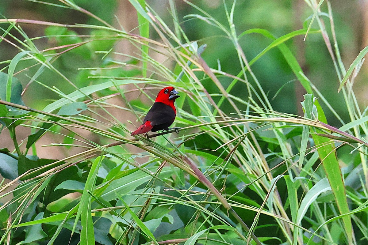 Black-bellied Seedcracker - ML640178904