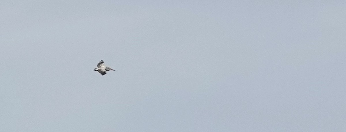 Spot-billed Pelican - ML640178921