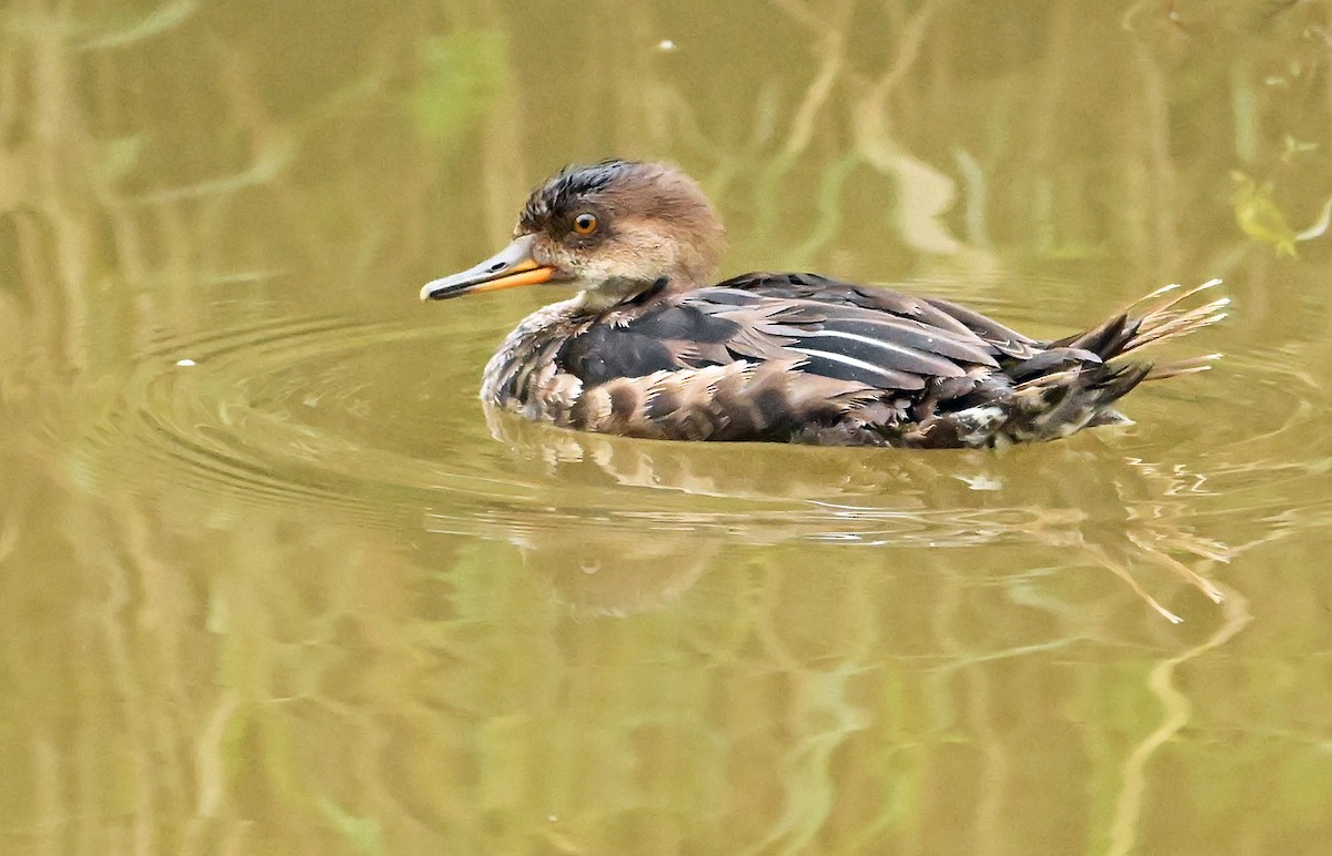 Hooded Merganser - ML640178938