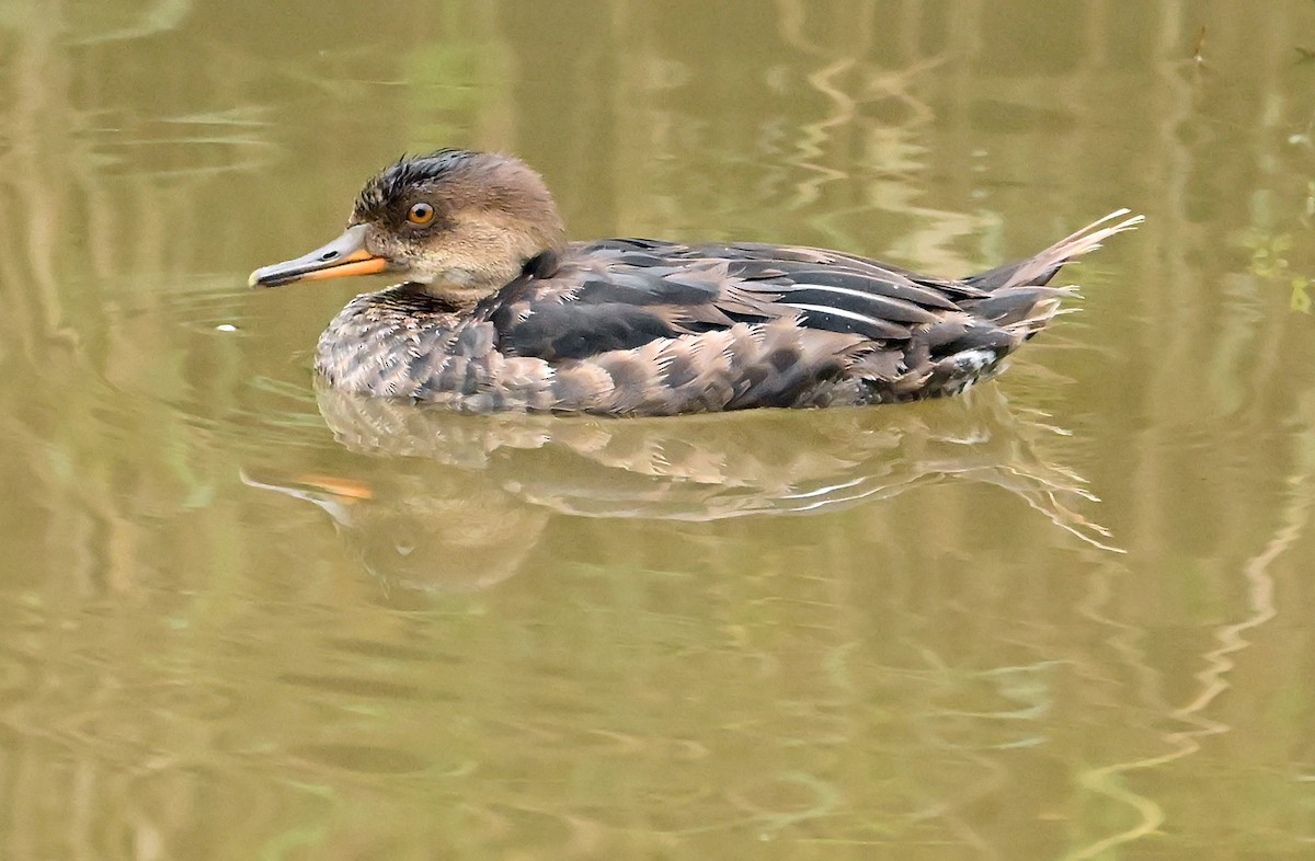 Hooded Merganser - ML640178945
