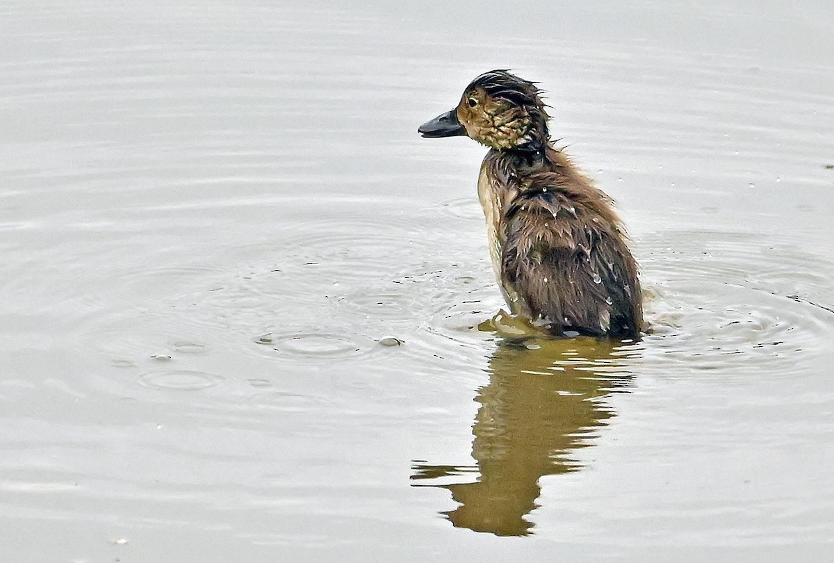 Ring-necked Duck - ML640178985