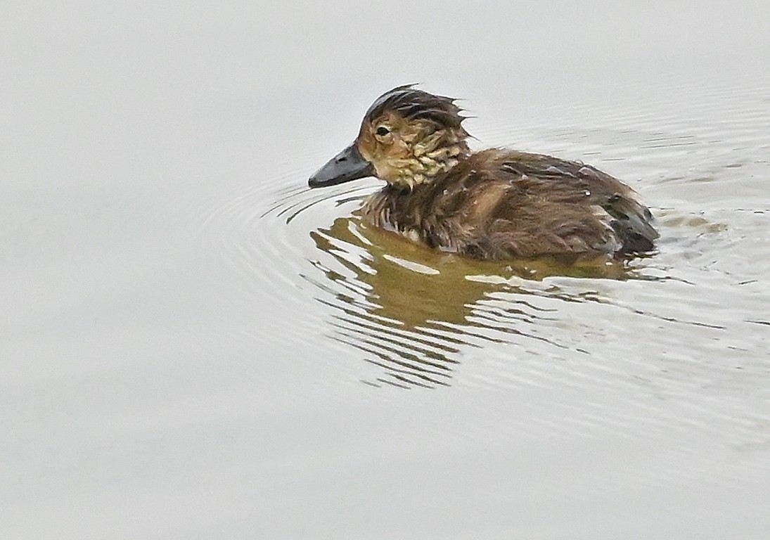Ring-necked Duck - ML640178989