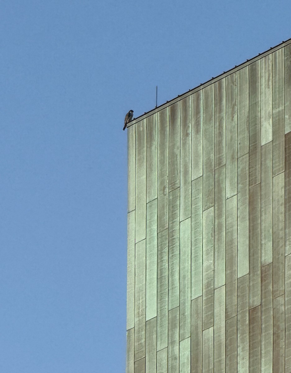Peregrine Falcon - ML640179026