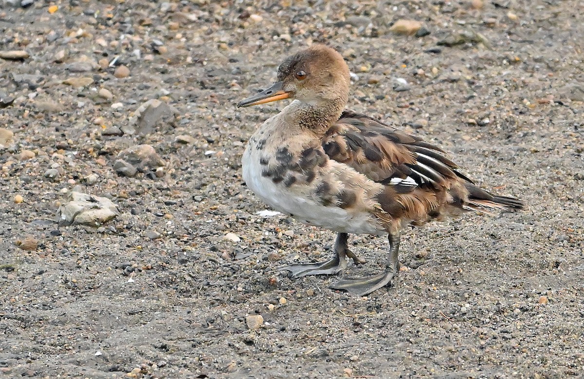 Hooded Merganser - ML640179030