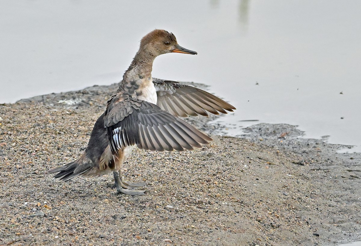 Hooded Merganser - ML640179031
