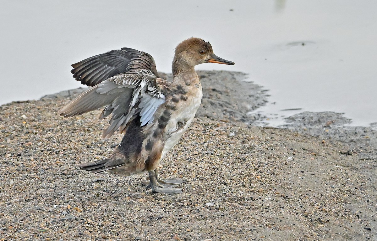 Hooded Merganser - ML640179032