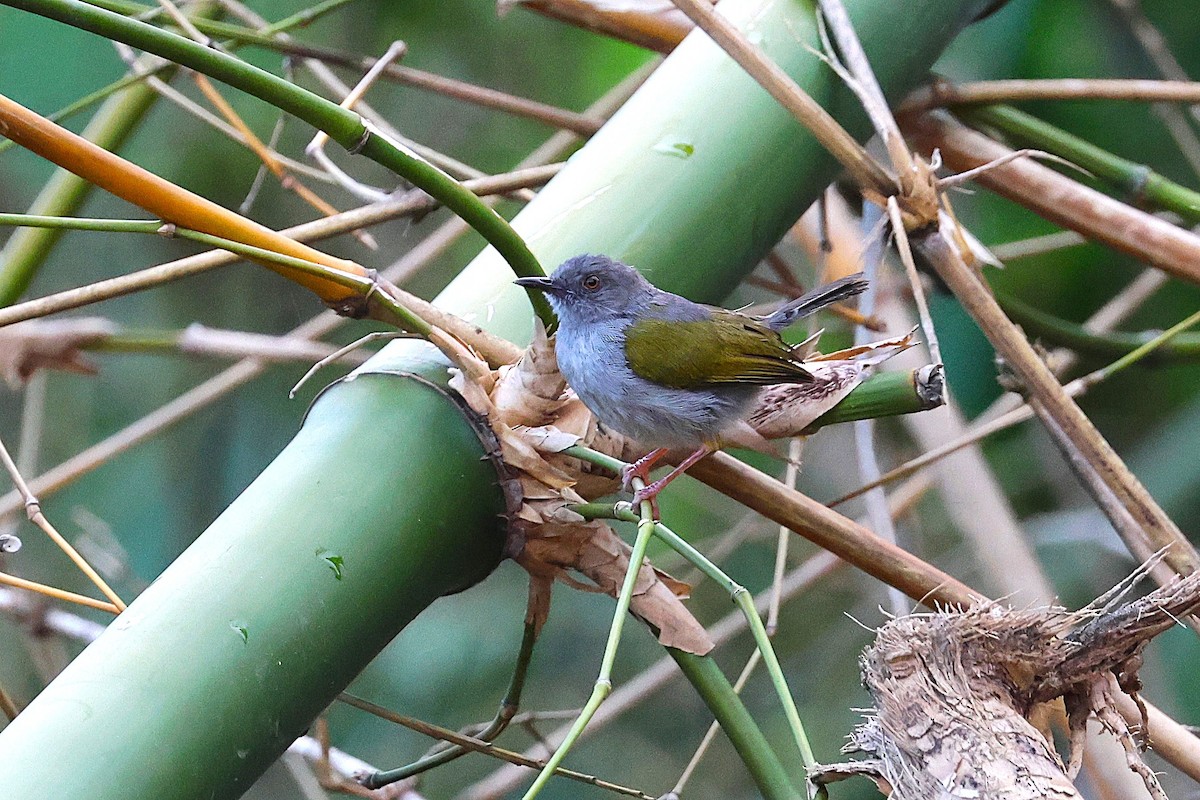 Green-backed Camaroptera - ML640179046