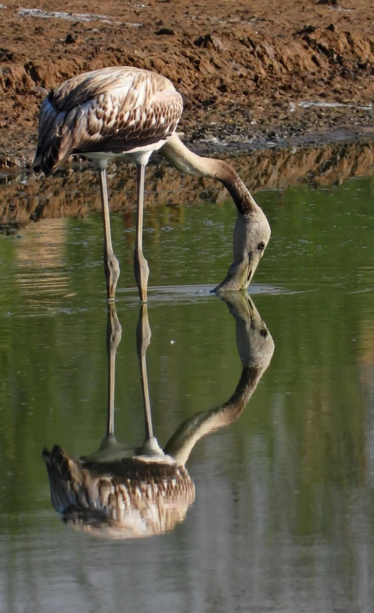 Flamingo - ML640179076